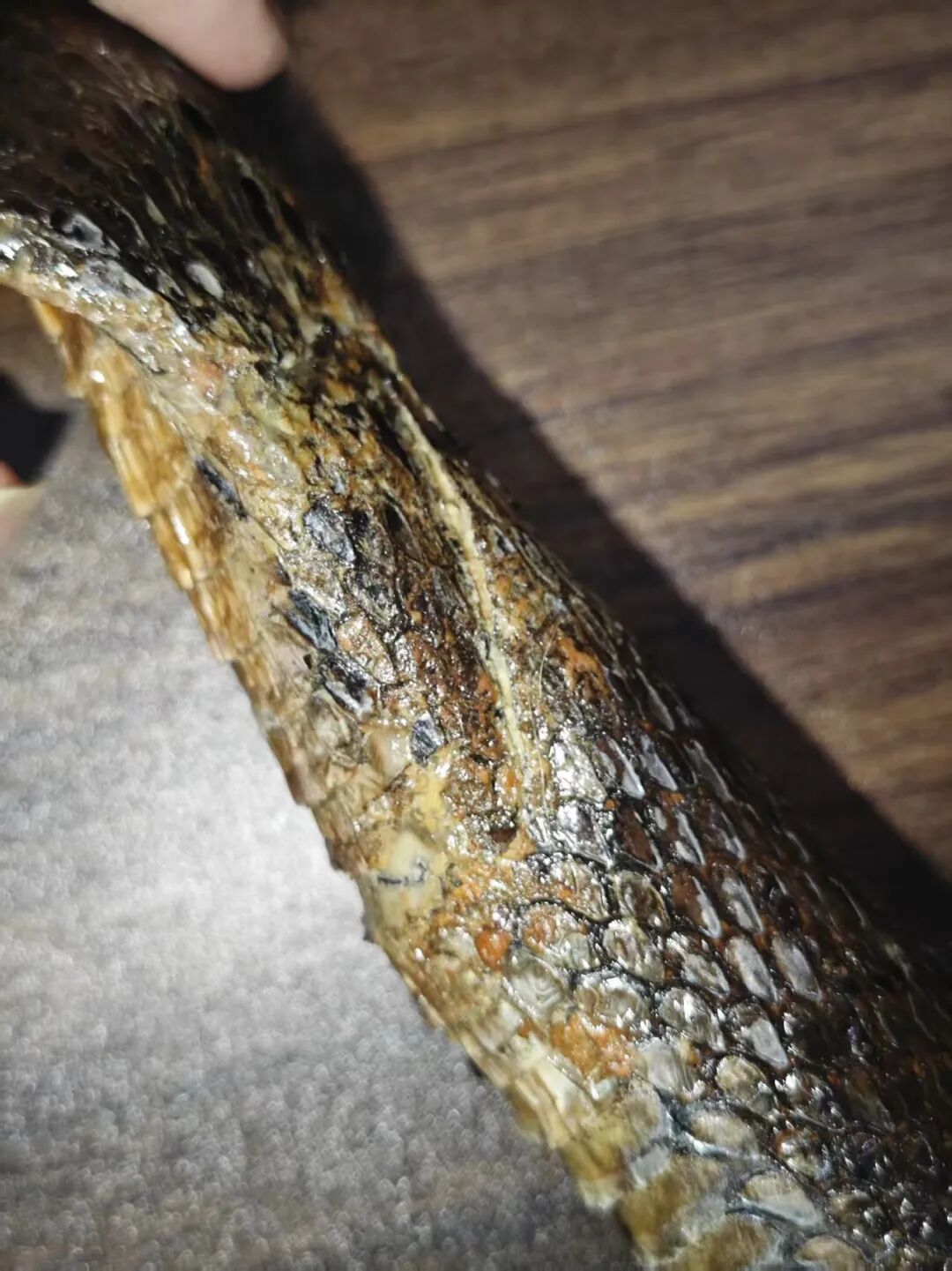 舟山眼镜蛇颈部皮张断裂